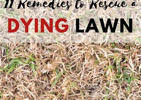 Lawn Care Tips 10 Useful Remedies Bob Vila
