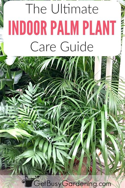 How To Care For Indoor Palm Trees And Plants Palm Plant Care Palm