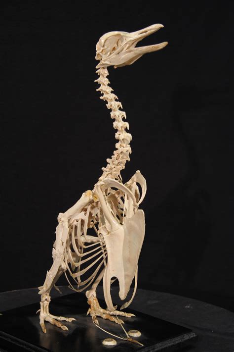 Penguin Animal Skeletons Skull And Bones Bone Art