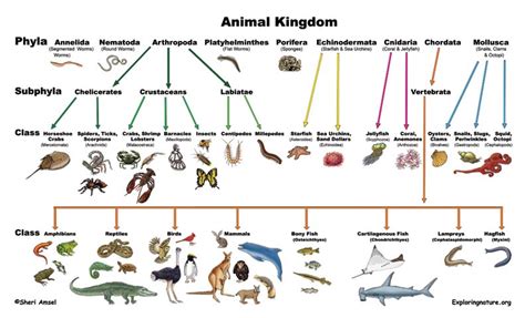 Classification of Living Things