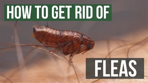 How To Get Rid Of Fleas Guaranteed 4 Easy Steps Youtube