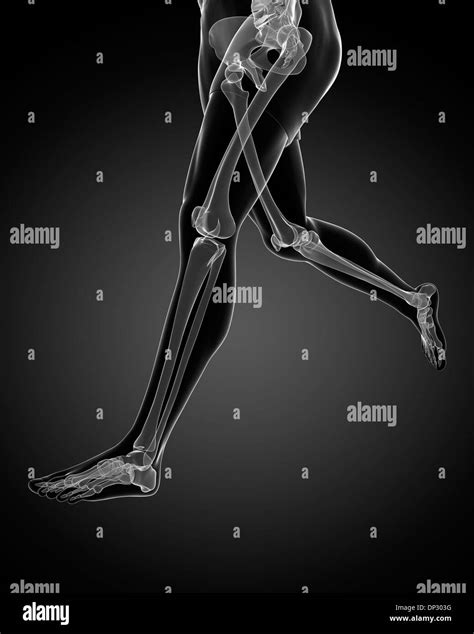 Leg Bones Artwork Stock Photo Alamy