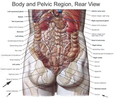 Left sided organ pain may originate from the kidneys, pancreas, colon, or uterus. Human Organs Diagram Back View | Human body organs, Human ...