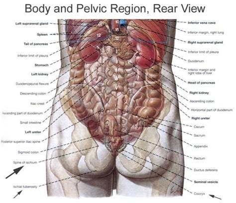 This wall chart for understanding lower back pain has detailed illustrations of common back problems including herniated disks, scoliosis, osteoporosis. Human Organs Diagram Back View | Human organ diagram ...