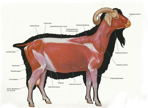 Archer's Acres: Anatomy : Capra hircus