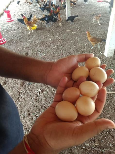 Brown Aseel Pure Nattu Koli Eggs Country Chicken Eggs Healthy