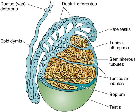 Histology Male Reproduction Flashcards Quizlet