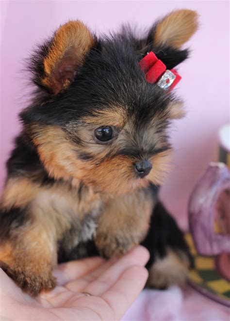Teacup Yorkie 022 Teacup Puppies And Boutique