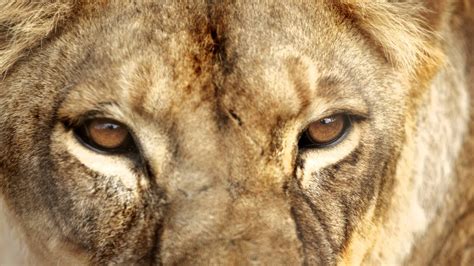 Keywords for free movies shes beautiful when shes angry (2014) Extreme close up of female lion head and eyes - YouTube