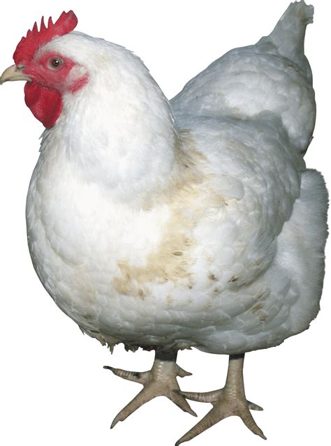 Chicken PNG Transparent Chicken.PNG Images. | PlusPNG png image