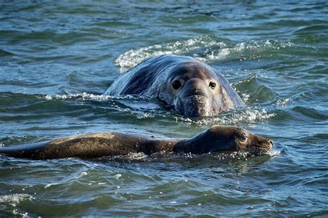 Seal Swim Ph
