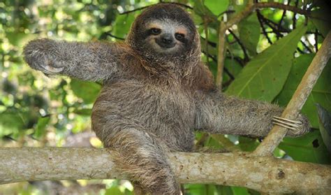Letś learn more about animals habitats. Adaptation of Plants and Animals to their Habitat - A Plus ...