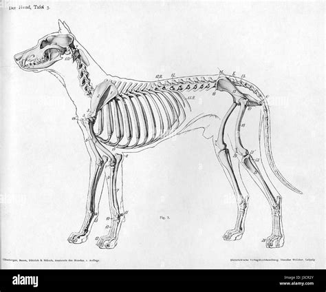 Dog Anatomy Lateral Skeleton View Stock Photo Alamy