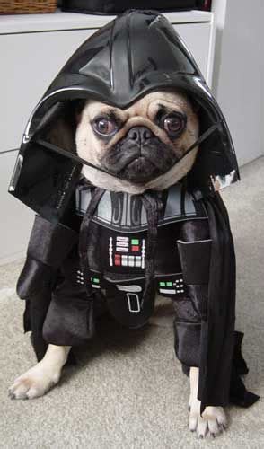20 Pugs Dressed As Yoda And Darth Vader Pugs In Costume
