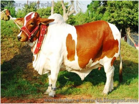 Anari qasai qurban the camel very brutally. Eid ul Adha Qurbani Cow - Shehar-e-Karachi | News Islam ...