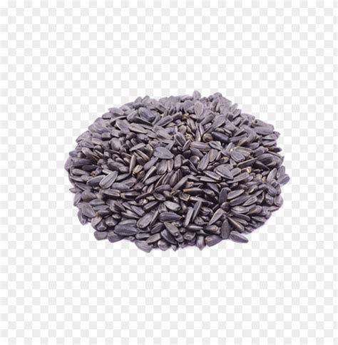 Sunflower Seed Png PNG Transparent With Clear Background ID TOPpng