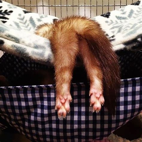 1000 Images About Oh I Love Ferrets On Pinterest