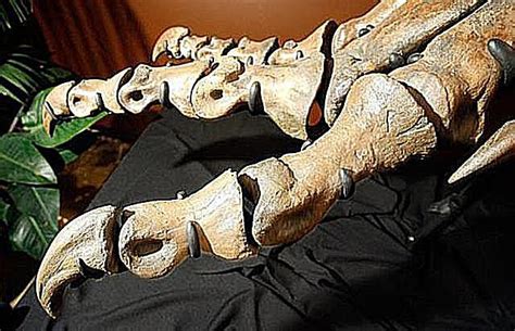Arm bone (humerus) shoulder blade (scapula) The 10 Types of Dinosaur Bones Studied by Paleontologists