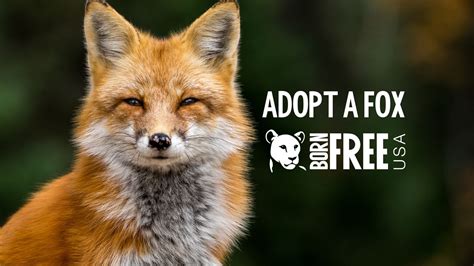 Adopt A Fox Born Free Usa