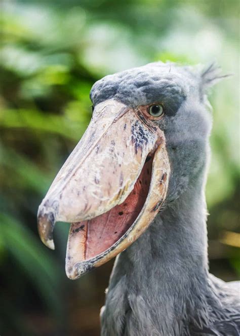 African Shoebill 564 How About That
