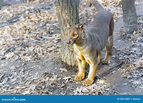 Fossa Cryptoprocta Ferox Stock Image Image Of Tree 50212807