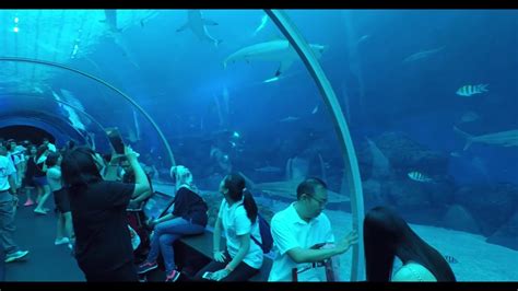 Sea Aquarium Sentosa Island Singapore Youtube