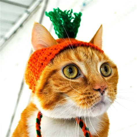 Carrot Top Cat Hat Cute Cats In Hats