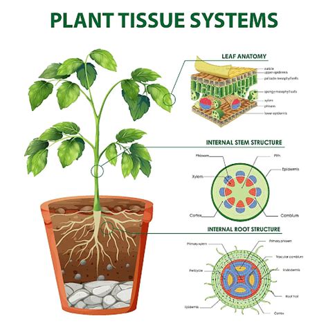 Plant Tissues Types Of Tissue System And Functions