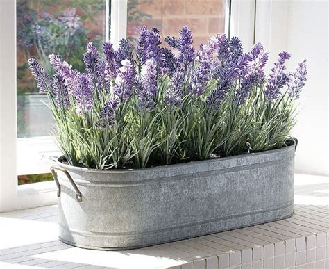 How To Grow Lavender From Cuttings Plant Instructions