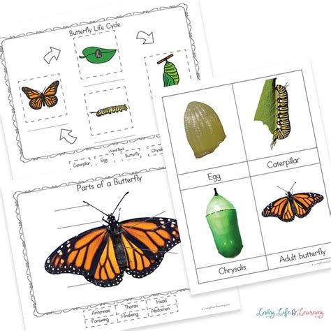 Life Cycle Of A Erfly Printable Worksheets Worksheets For Kindergarten