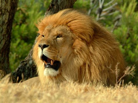 Wallpapers Male Lion Wallpapers