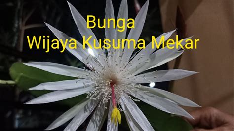 Bunga Wijaya Kusuma Mekar Pertanda Apa - Bunga Wijaya Kusuma Menurut Fengshui