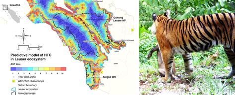 Human Tiger Conflicts In Sumatra Using Data Modeling To Tailor