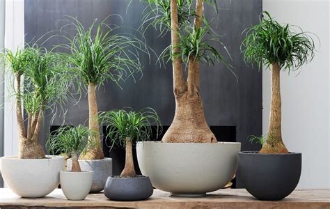 + rebajas decoración plantas de interior primark home recetas. Plantas de interior en decoración; tipos y consejos para casa
