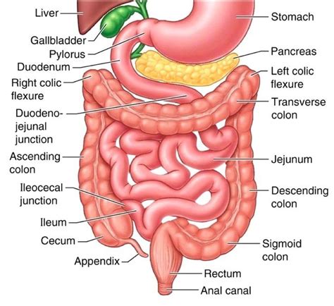 the small intestine part 4 of the 5 phases of digestion fisiologia anatomia humana sistema