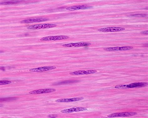 Muscle Fiber Stock Photos, Pictures & Royalty-Free Images - iStock