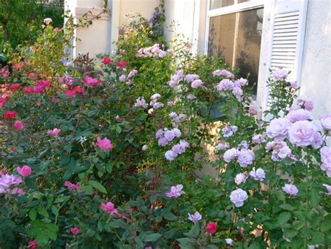 Front Yard Rose Garden