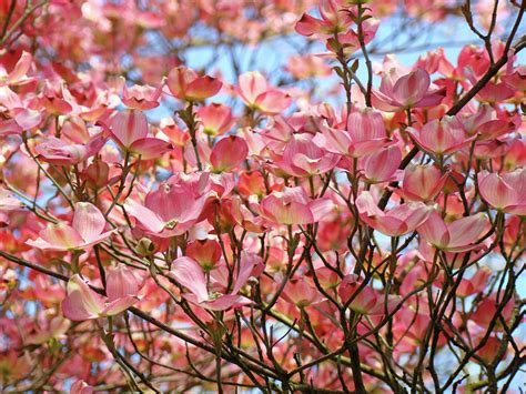Trees Pink Spring Dogwood Flowers Baslee Troutman Photograph By Patti