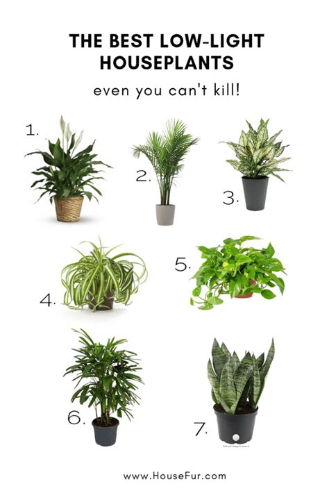The Best Low Light Houseplants You Cant Kill
