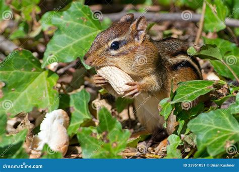 Chipmunk Eating Peanut Stock Image Image Of Rodent Holding 33951051