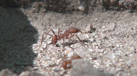 Leaf Cutter Ants Stock Footage #AD ,#Cutter#Leaf#Footage#Ants | Ants, Stock video, Stock footage