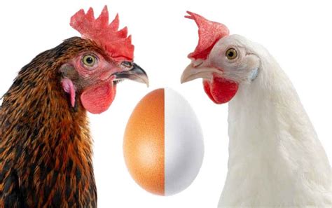 Backyard Chicken Pictures Earlobe Color Indicates Egg Color Hot Sex Picture