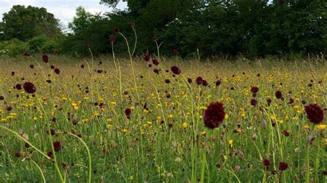 Bbc Earth Why Wildflower Meadows Are So Special