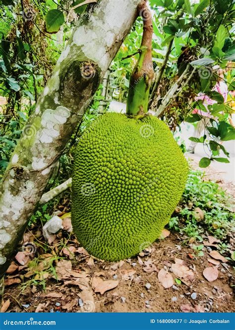 Jackfruit National Fruit Of Bangladesh Artocarpus Heterophyllus Or