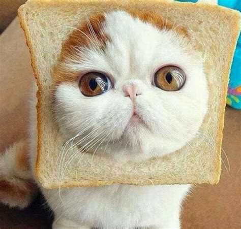 Bread Cat Blank Template Imgflip