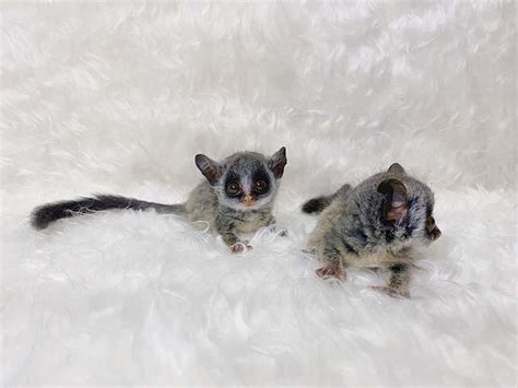 Other Exotic Animals Bushbaby Available Exotic Animals For Sale Price