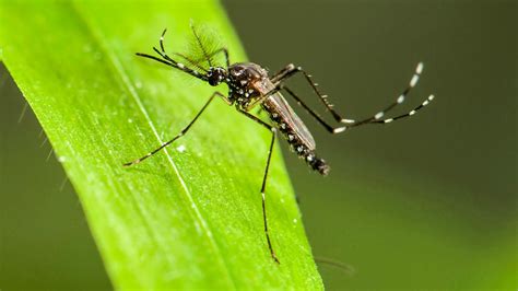 Download mosquito dance by may c mp3. Gene turns female mosquitoes into males | Science | AAAS