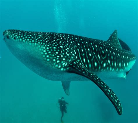 Tiger Shark HD Wallpapers