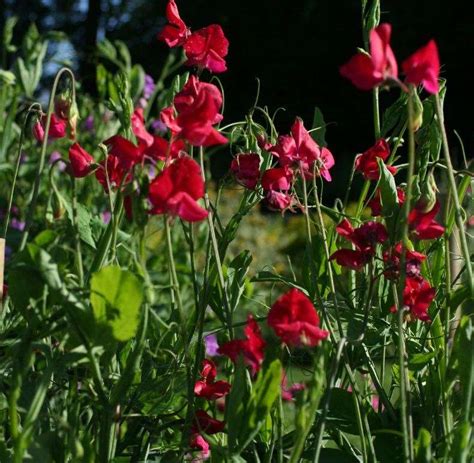 Easton Walled Gardens To Open For Sweet Pea Season Later This Month