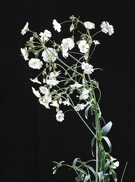 As early as the 1820s, it can be seen tucked into floral arrangements for various events. Flowers: Baby's breath Flowers